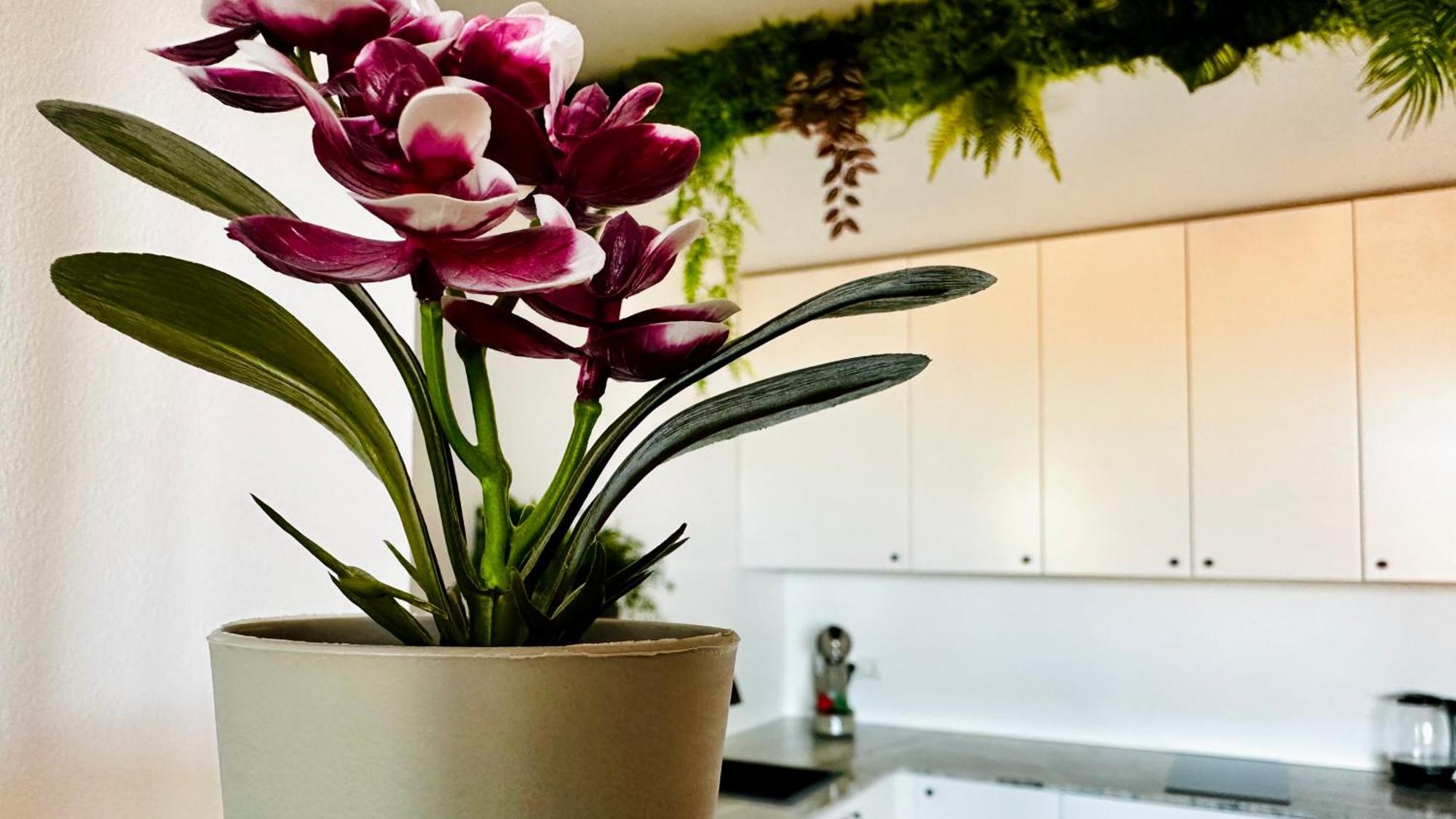Garden Of Eden Modern Apartments - Apartello,Com 圣弗拉斯 外观 照片